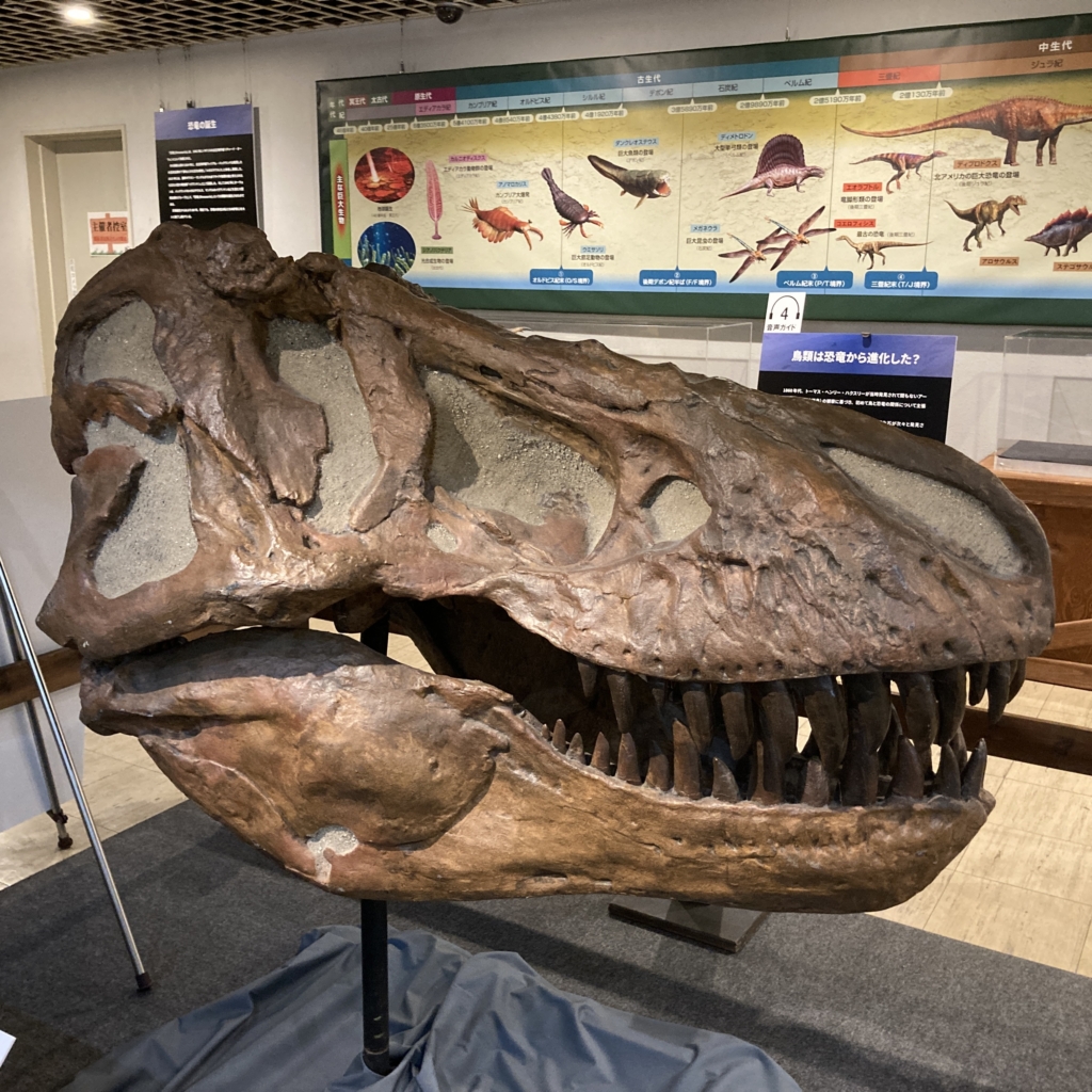 ティラノサウルスの化石